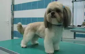 Termurah jasa grooming anjing kucing panggilan cukur bulu mandi rumah