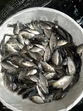 Bibit ikan nila hitam f1