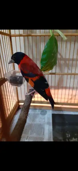 Jantan red siskin klasik Gacor siap kawin