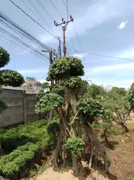 Jual Bonsai Beringin Korea