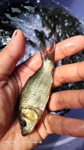 bibit ikan mas majalaya