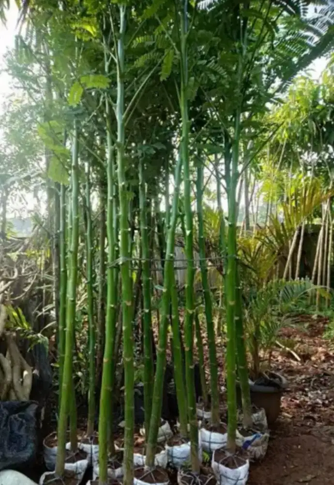 Solobiun atau pakis brazil