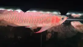 Arowana Super Red up 35 cm Set Aquarium