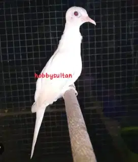 Burung perkutut putih kapas albino mata merah