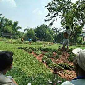 Tukan rumput hias untuk daerah mamuju dan sekitarnya