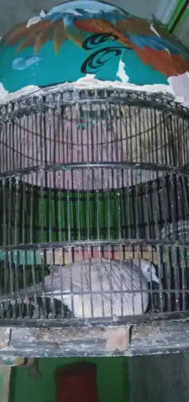 Burung perkutut lokal katuranggan jogo boyo