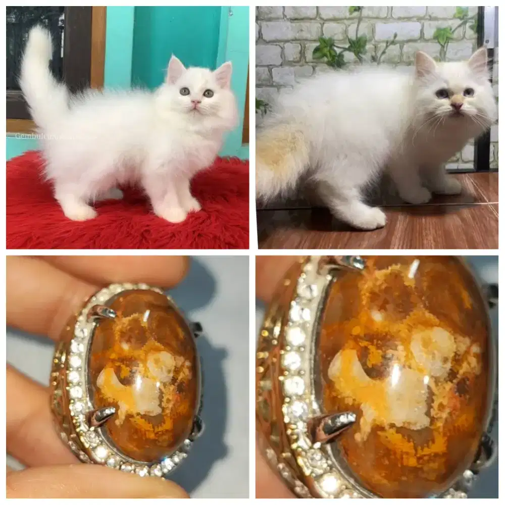 Cincin Batu Motif Gambar Kucing Natural Asli. Batu Gambar Kucing.