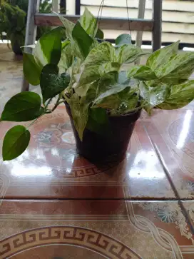 Tanaman Hias Sirih Gading / Sirih Gading Variegata