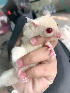 SUGAR GLIDER CREAMINO JOEY