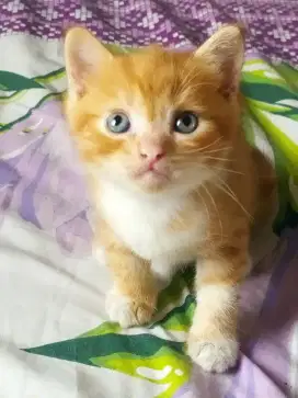 Kitten persia usia 1 setengah bulan