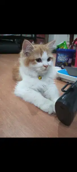 Jasa pacak kucing Persia medium