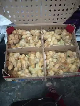 DOC/BIBIT AYAM PETELUR