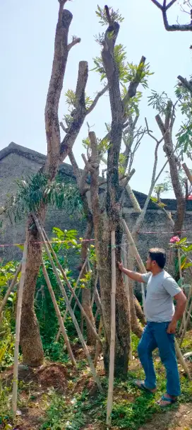 Pohon tabebuya kuning batang besar