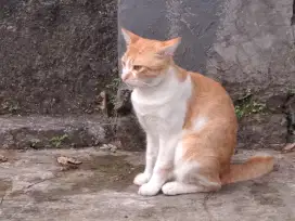 Siap adopsi kucing oyen