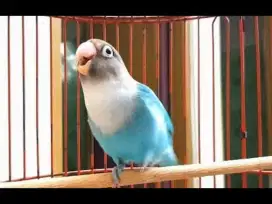 Burung lovebird parblue durasi panjang gacor istimewa