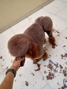 Termurah jasa grooming salon anjing kucing panggilan mandi groomer