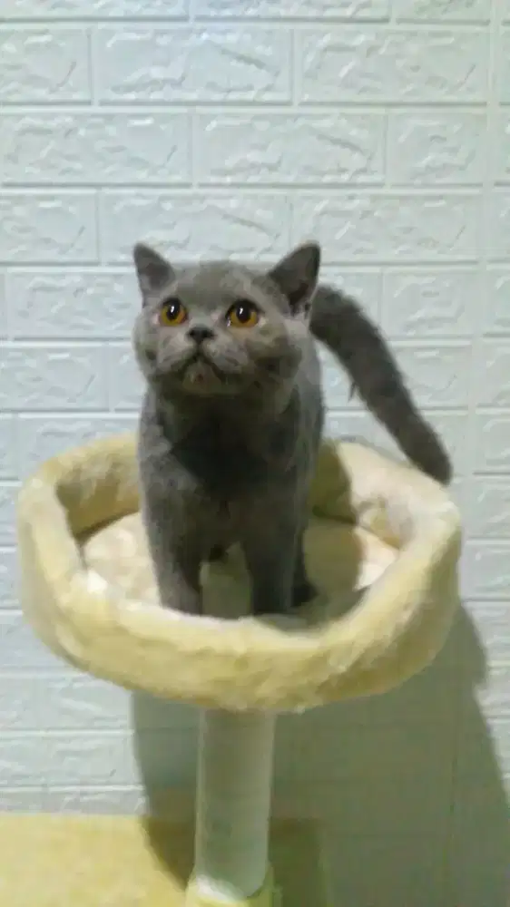 Grooming kucing panggilan