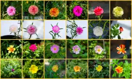 Bunga krokot mossrose muraahh