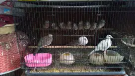perkutut bangkok burung rumahan