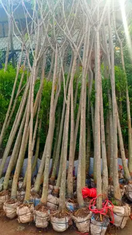 Tanaman Tabebuya Kuning  - tinggi 3 meter