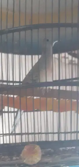 Burung perkutut bangkok ekor 16 asli suara besar enak