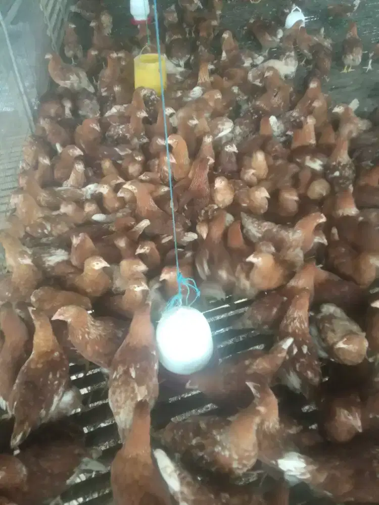 Ayam petelur(pullet)