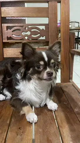 Puppy Anjing Calon Pejantan Chihuahua Long Coat White Chocholate & Tan