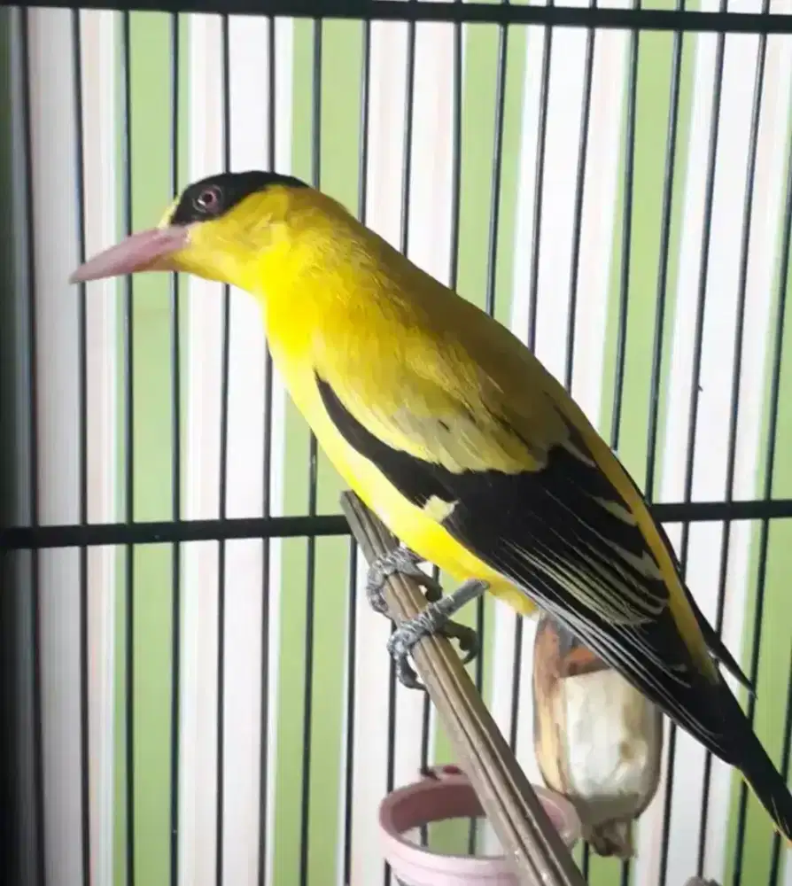 Burung podang emas