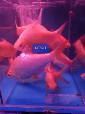 Ikan Hias Kaviat Albino Jumbo 18-22cm