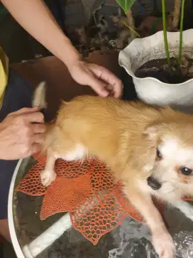 Anjing mini lucu
