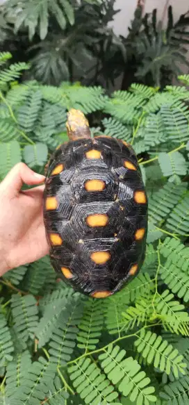 Redfoot 25cm bukan sulcata pardalis cherry head