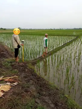 Dijual Tanah Sawah produktif, lokasi strategis, harga bisa nego