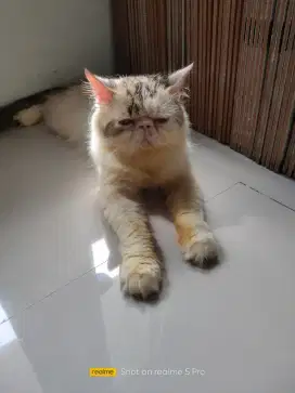 Jasa pacak kucing peaknose exo