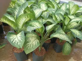 Pohon Blanceng zebra