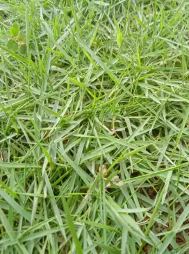Rumput peking jepang