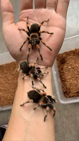 Labalaba Tarantula Brachypelma hamorii