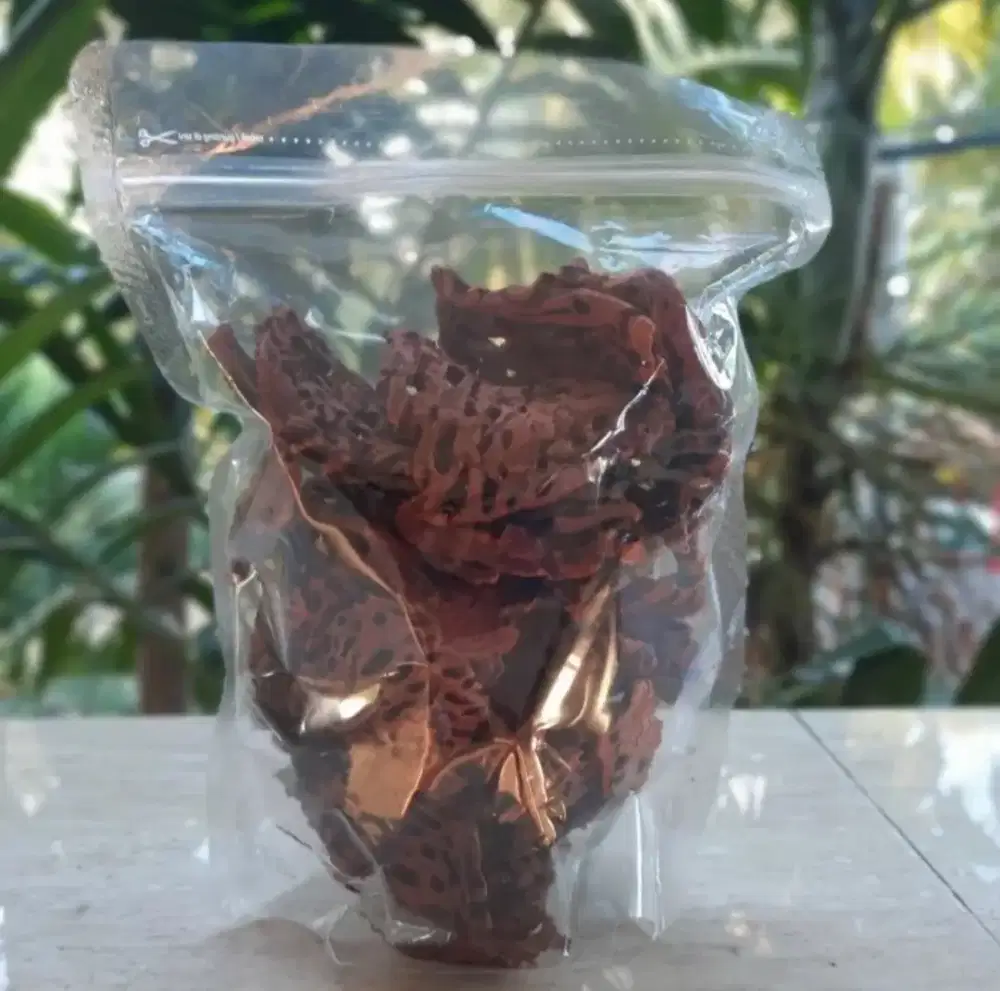 Sarang semut asli merauke Papua