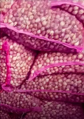 Bawang Tunggal Lanang Tanggung Bagus
