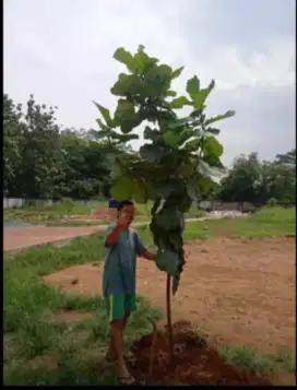 Pohon biola cantik