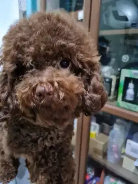 DARK CHOCO POODLE KAKI PENDEK