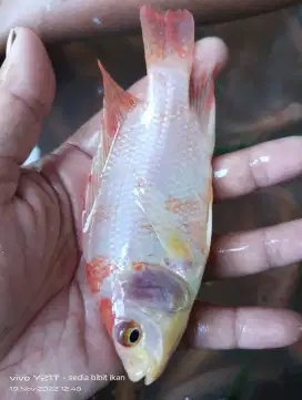 Ikan nila bangkok