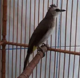 Burung trucukan jantan