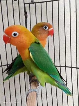 Jual BURJA Lovebird Pasangan Muda