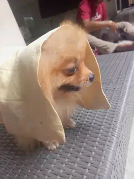 Memandikan dogy&kuc!Ng