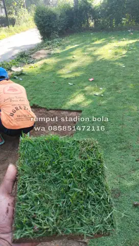 Harga Supplier Rumput Stadion Lapangan Zoysia Matrella Bandung Barat