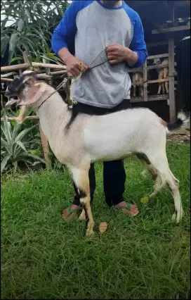 Kambing Hidup Untuk Aqiqah, Qurban, dan Pelihara / Bisa Potong Cacah