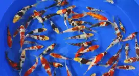 KOI ANAKAN IMPORT ORI JEPANG JENIS MIX SIZE 20CM