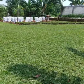 Rumput rumput jual rumput taman&pasang
