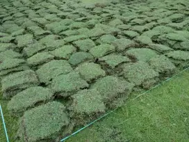 Tukan Rumput hias daerah Toraja,toraja utara