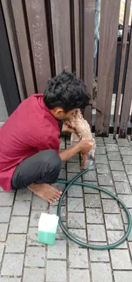 Termurah jasa grooming anjing kucing panggilan cukur bulu mandi rumah